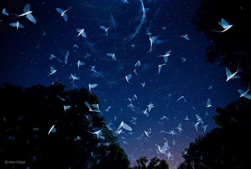 Illustration for article titled Sneak a Peek at the Year's Best Wildlife Photography